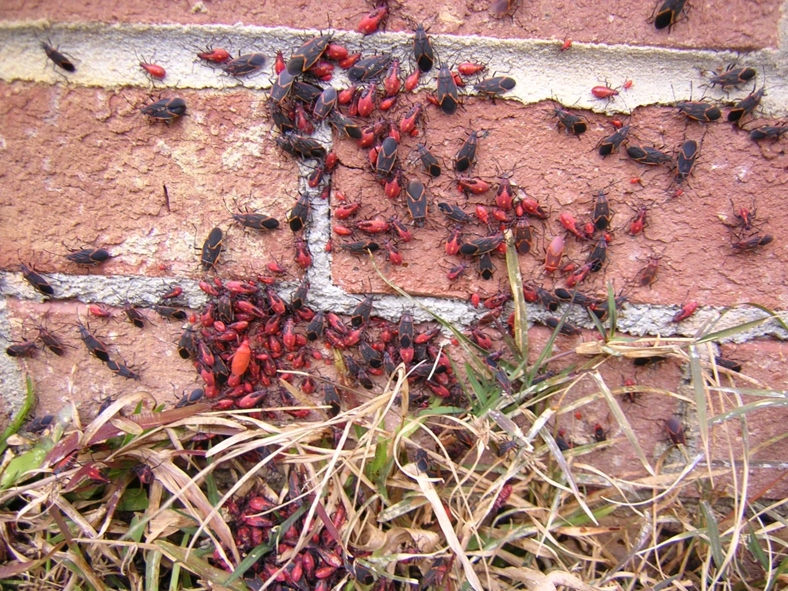 Box Elder Bugs