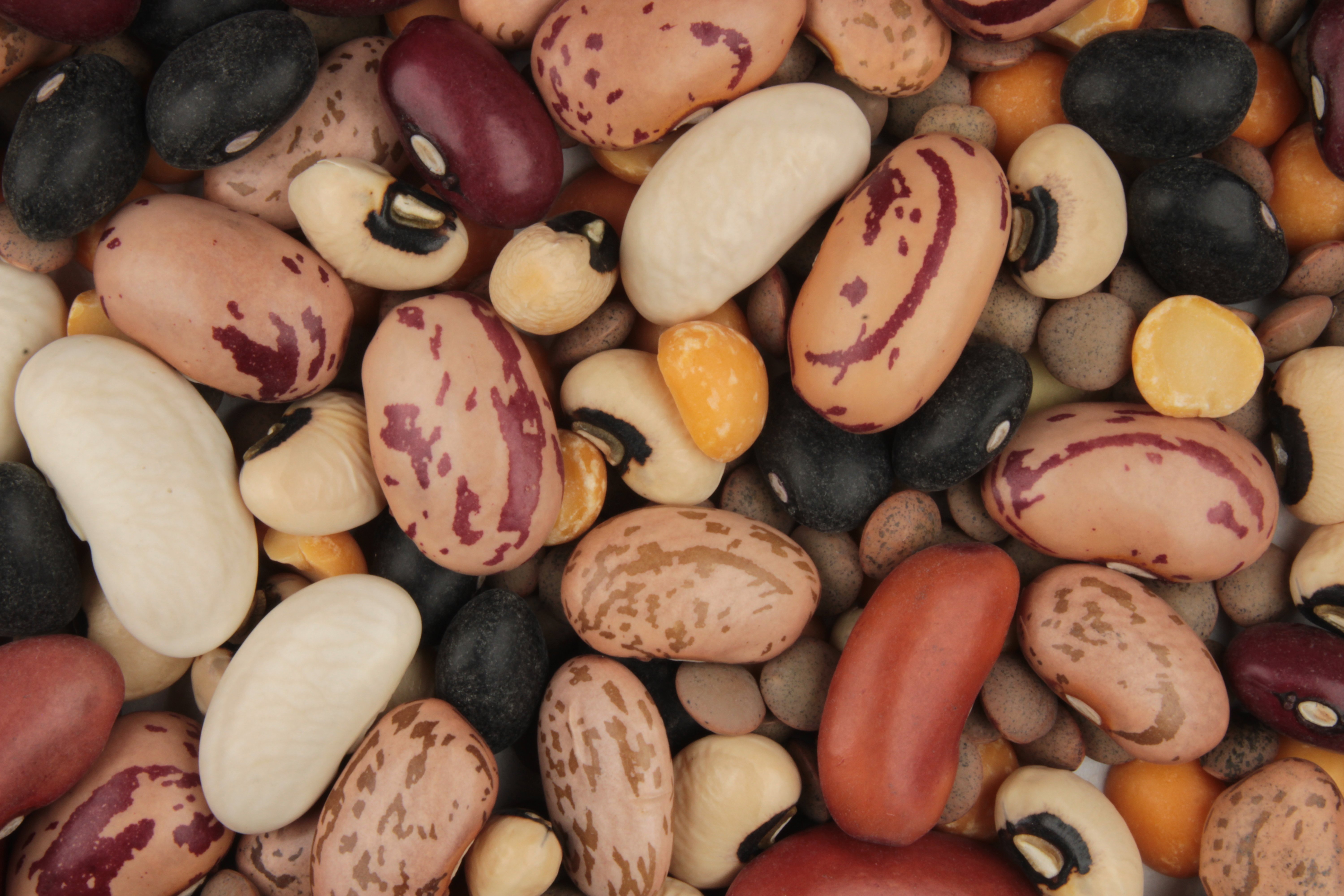 Kidney Beans — ingredient guide