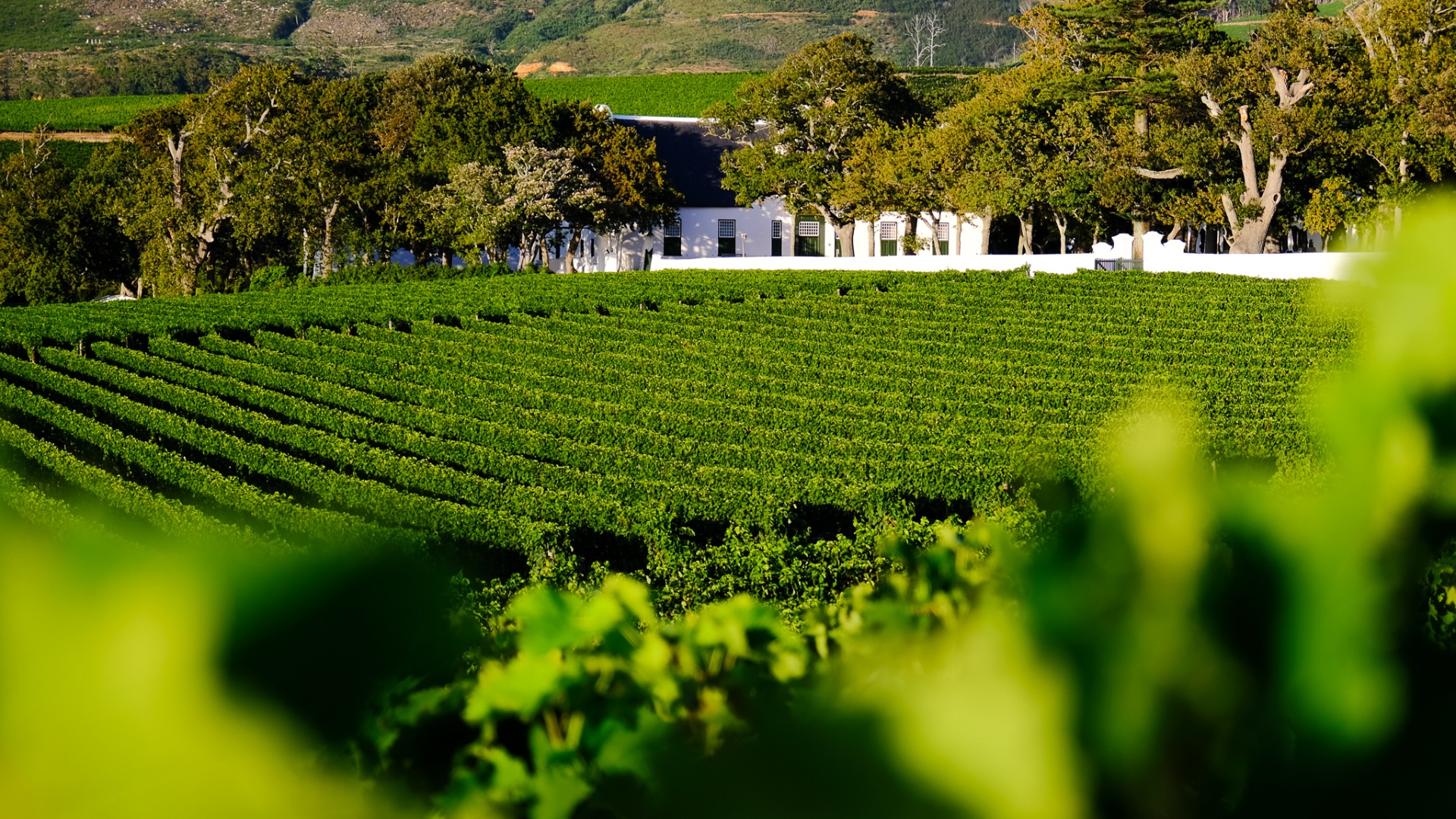 Constantia, Cape Town