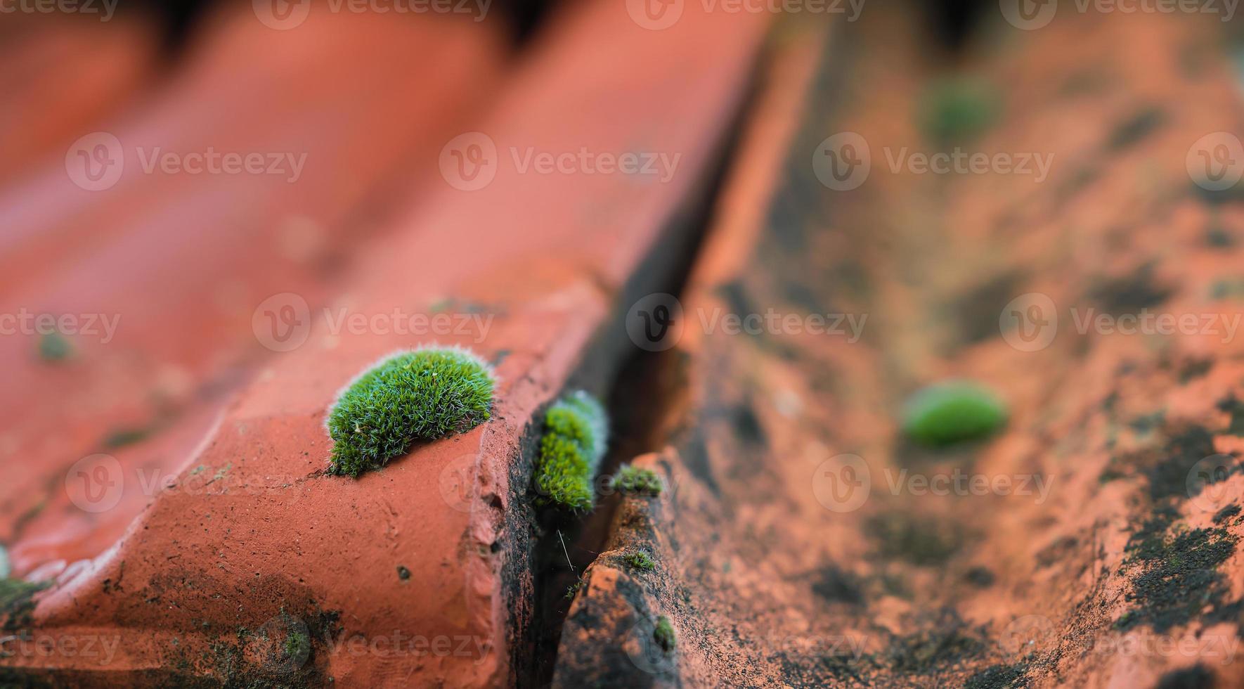 Moss growing between roof tiles close-up