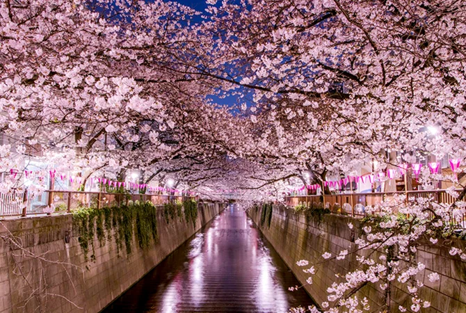 Cerisiers en fleurs dans un parc japonais