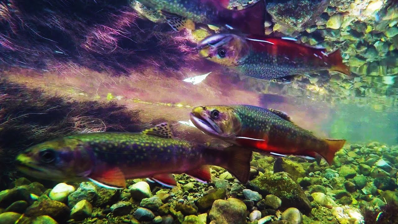 Brook Trout photo