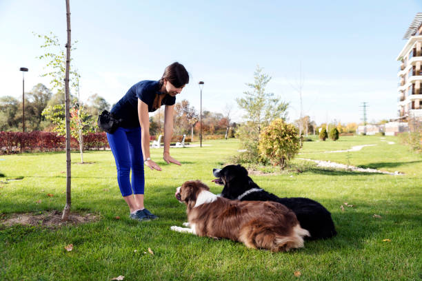 Dog training success story