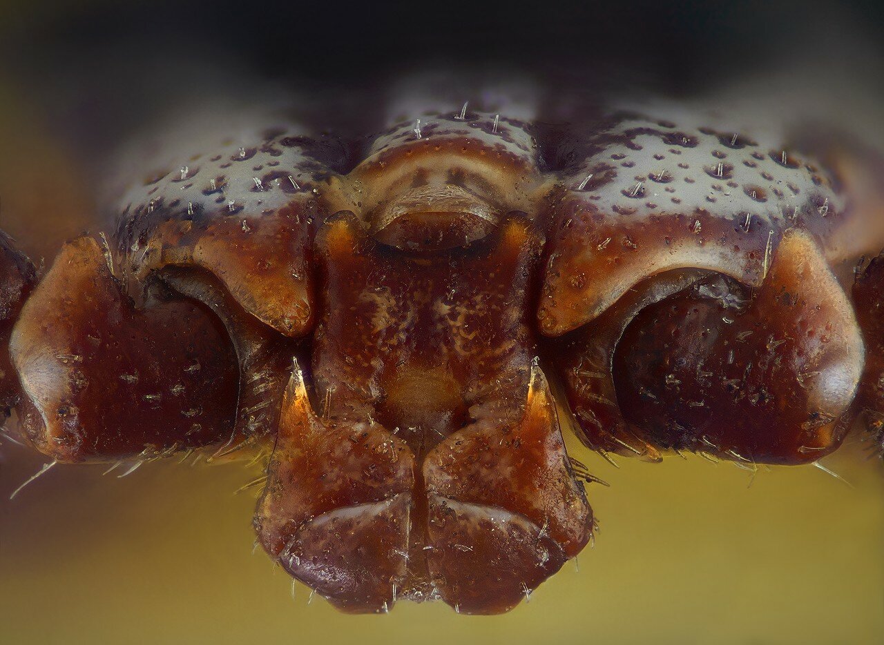 Обработка от клещей