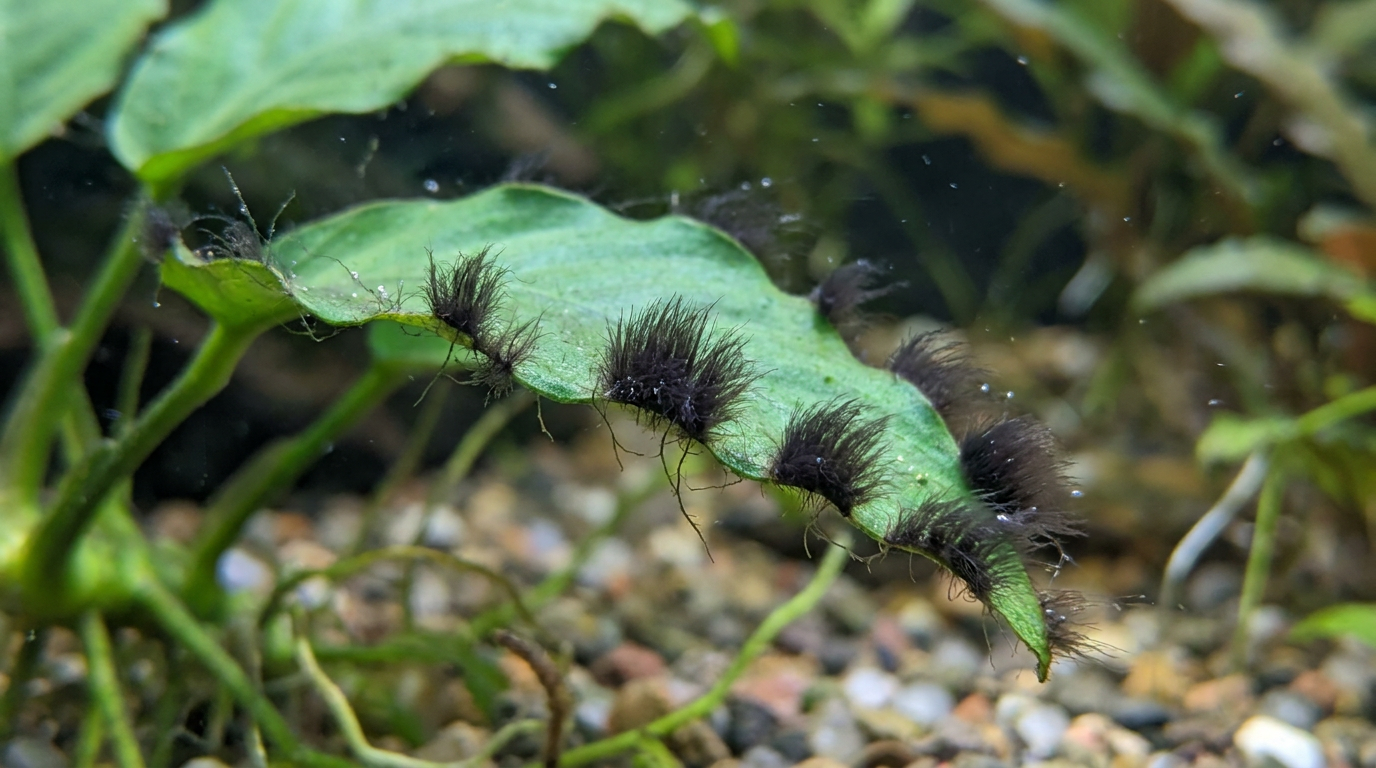 Macro fotográfica de BBA em tufo escuro na borda de uma folha de Anubias