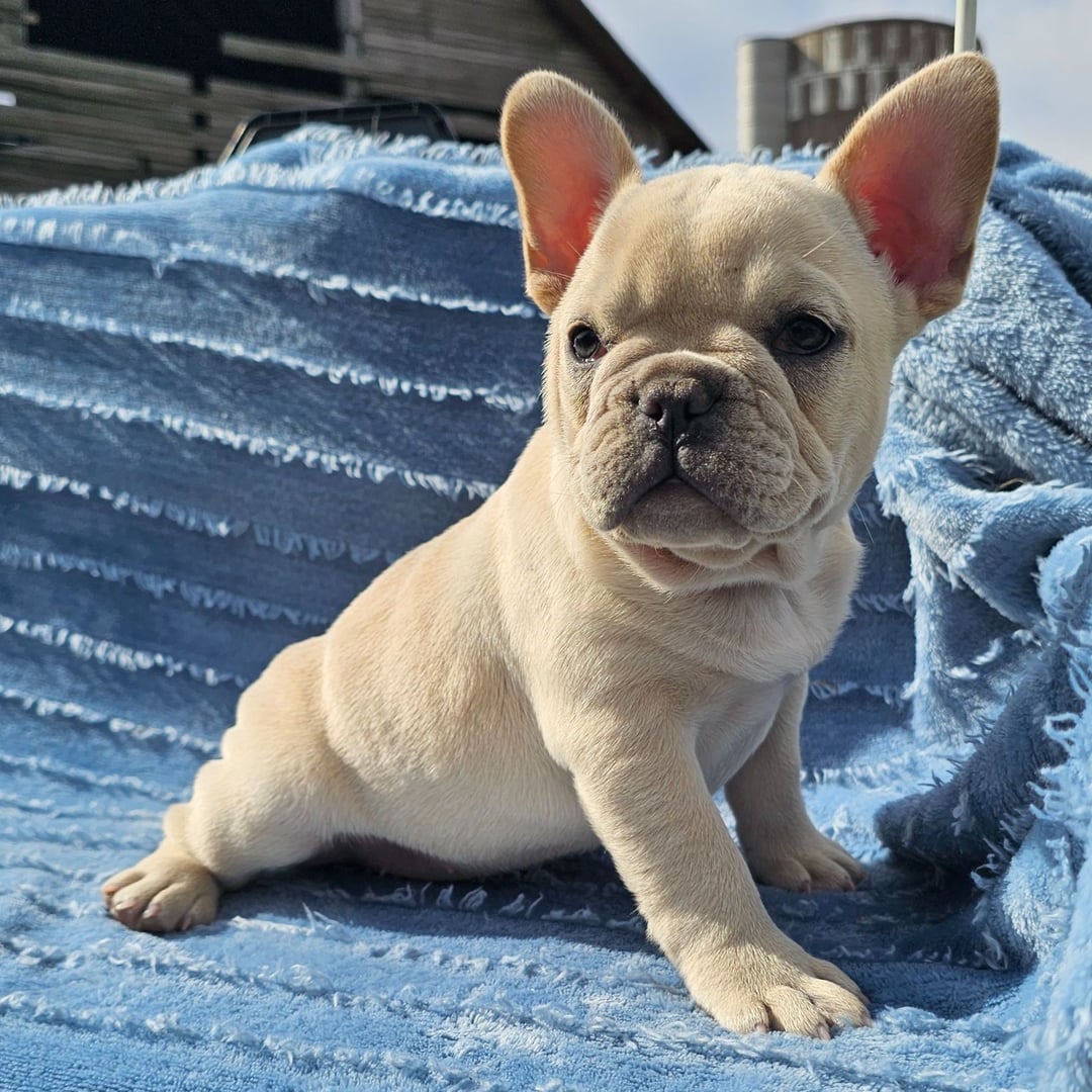 Bella - French Bulldog puppy