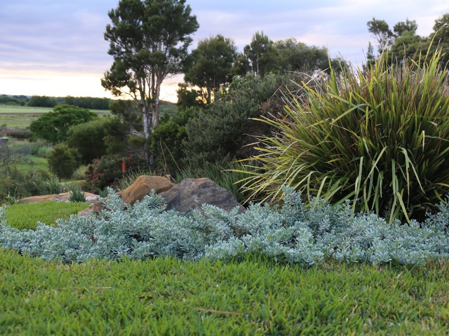 Native Garden Conversions service by Working Earth in Sydney