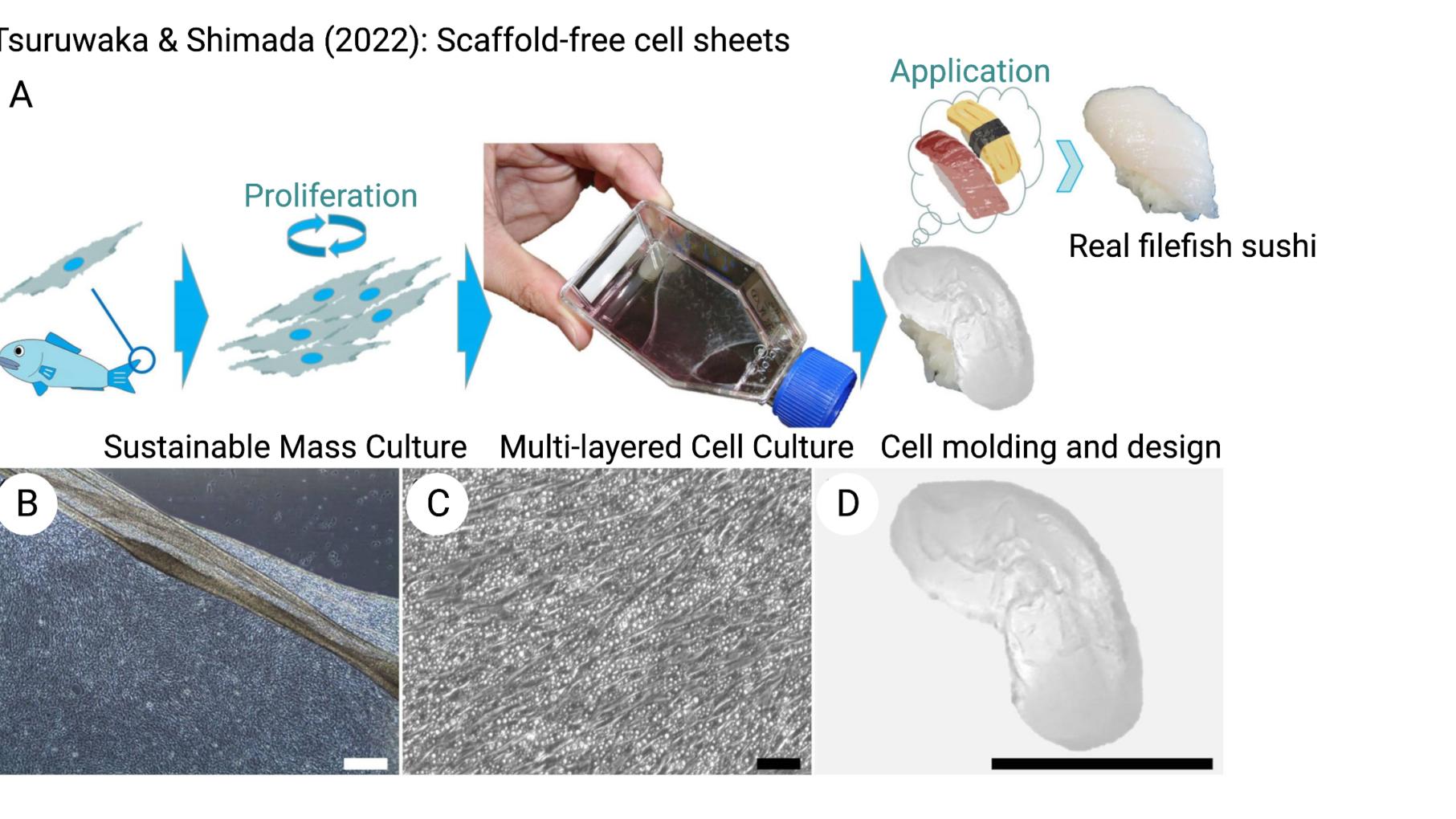 Scaffold Technologies