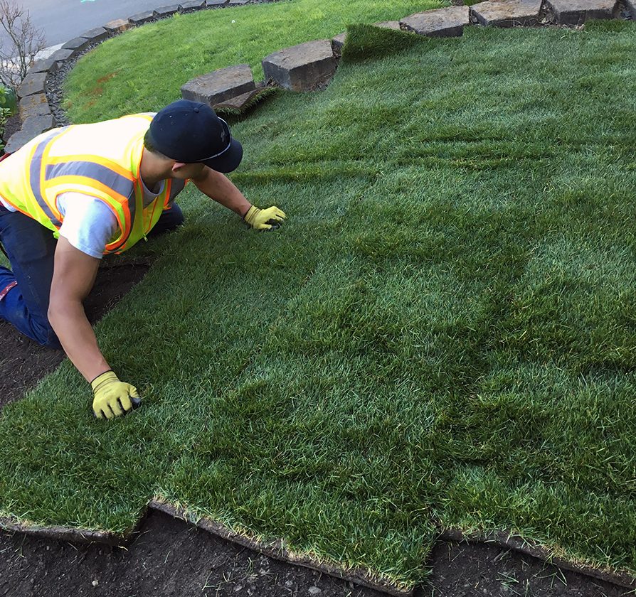 Lawn Turf Laying