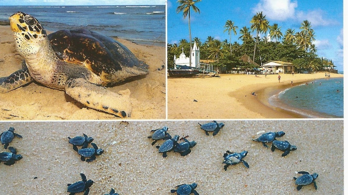 Salvador, Chapada & Praia do Forte