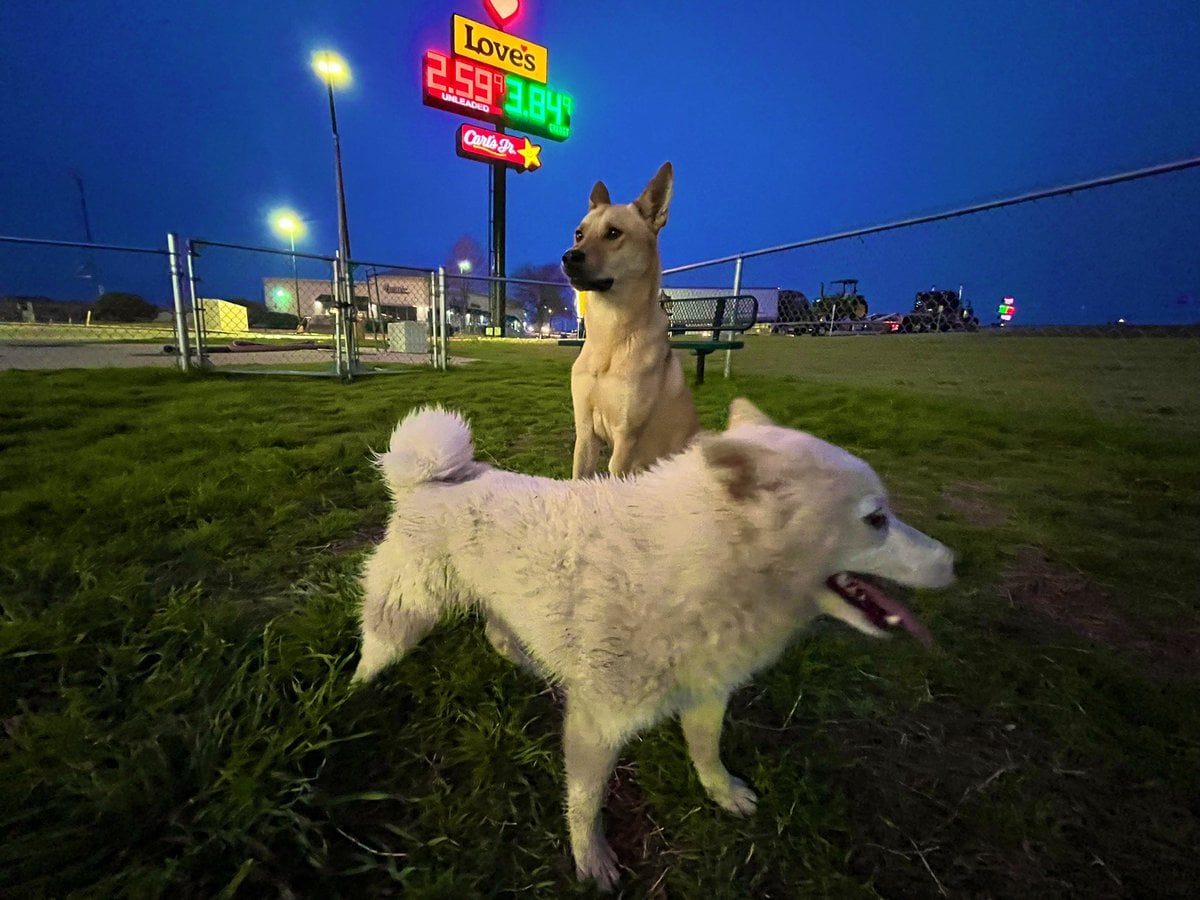 Rescue dogs enjoying the snow