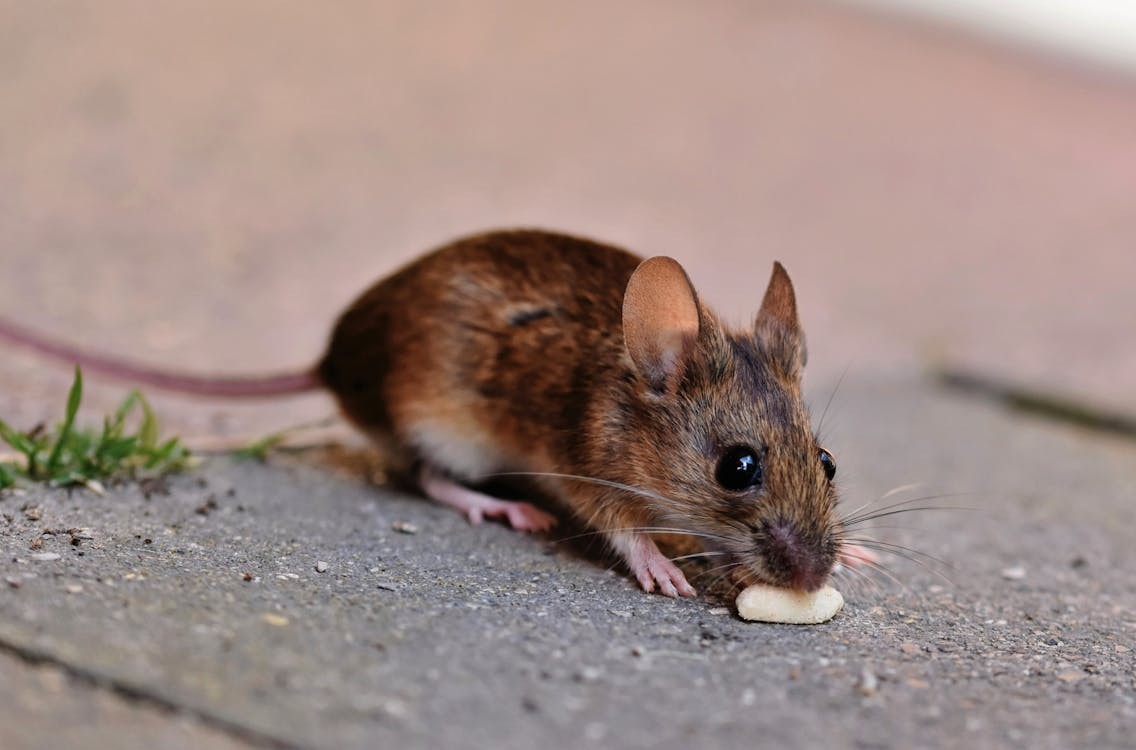House Mouse