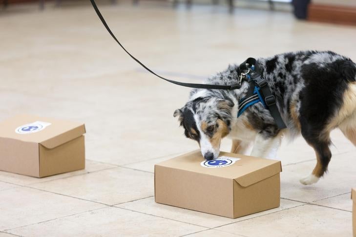 Dog doing nose work game finding treats hidden in cardboard boxes