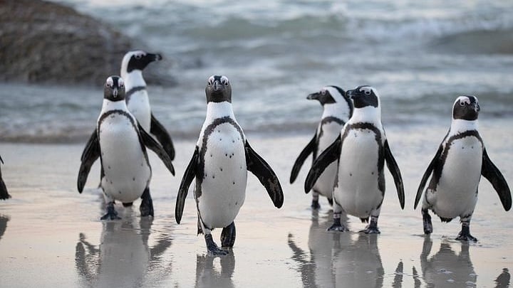 Half-Day Boulders Penguins & Cape Point Tour
