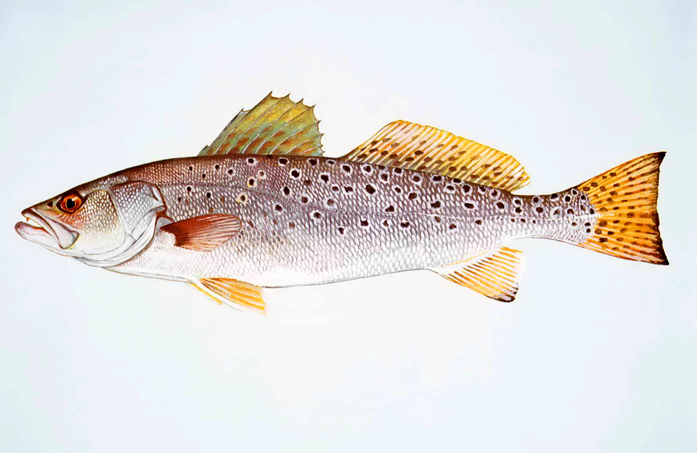 Spotted Seatrout photo