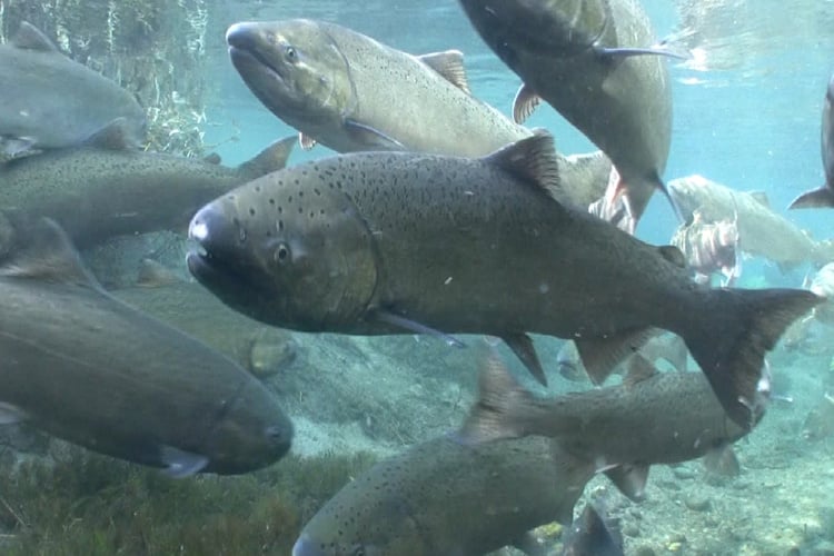 Chinook Salmon (King Salmon) photo