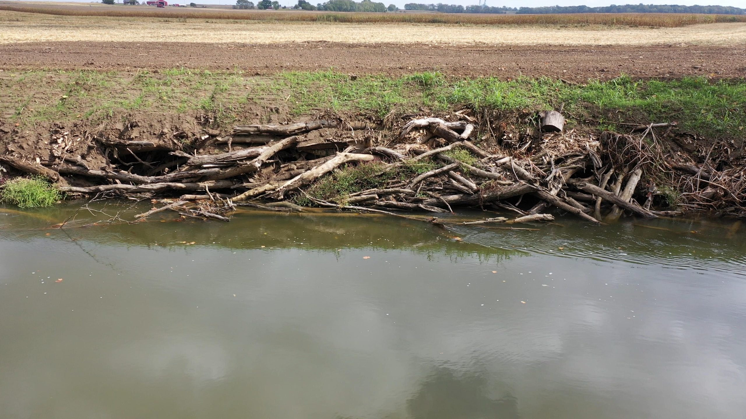 Lush green vegetation stabilizing a riverbank with deep root systems preventing erosion