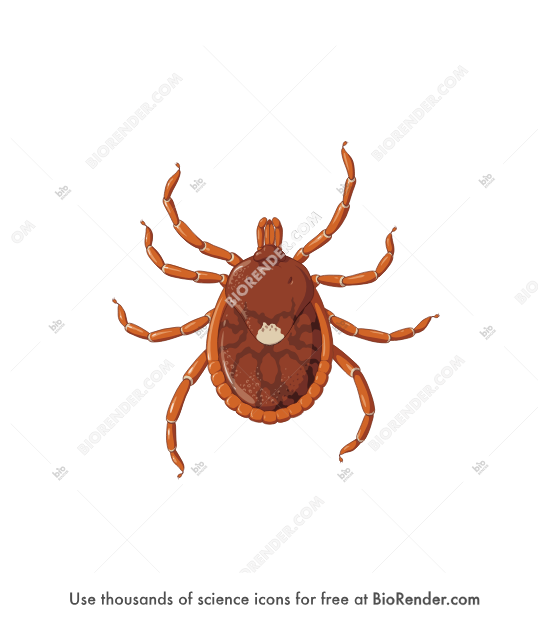 Lone Star Tick