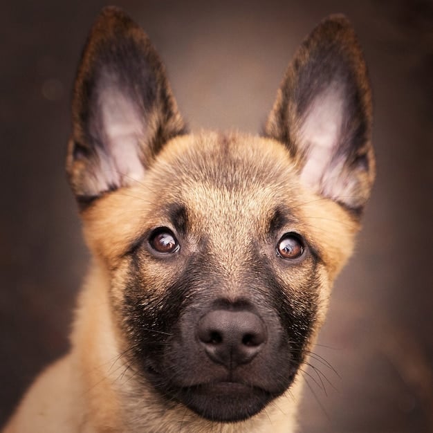 Puppy-Proofing Your Home: The Complete Checklist for New Puppy Parents