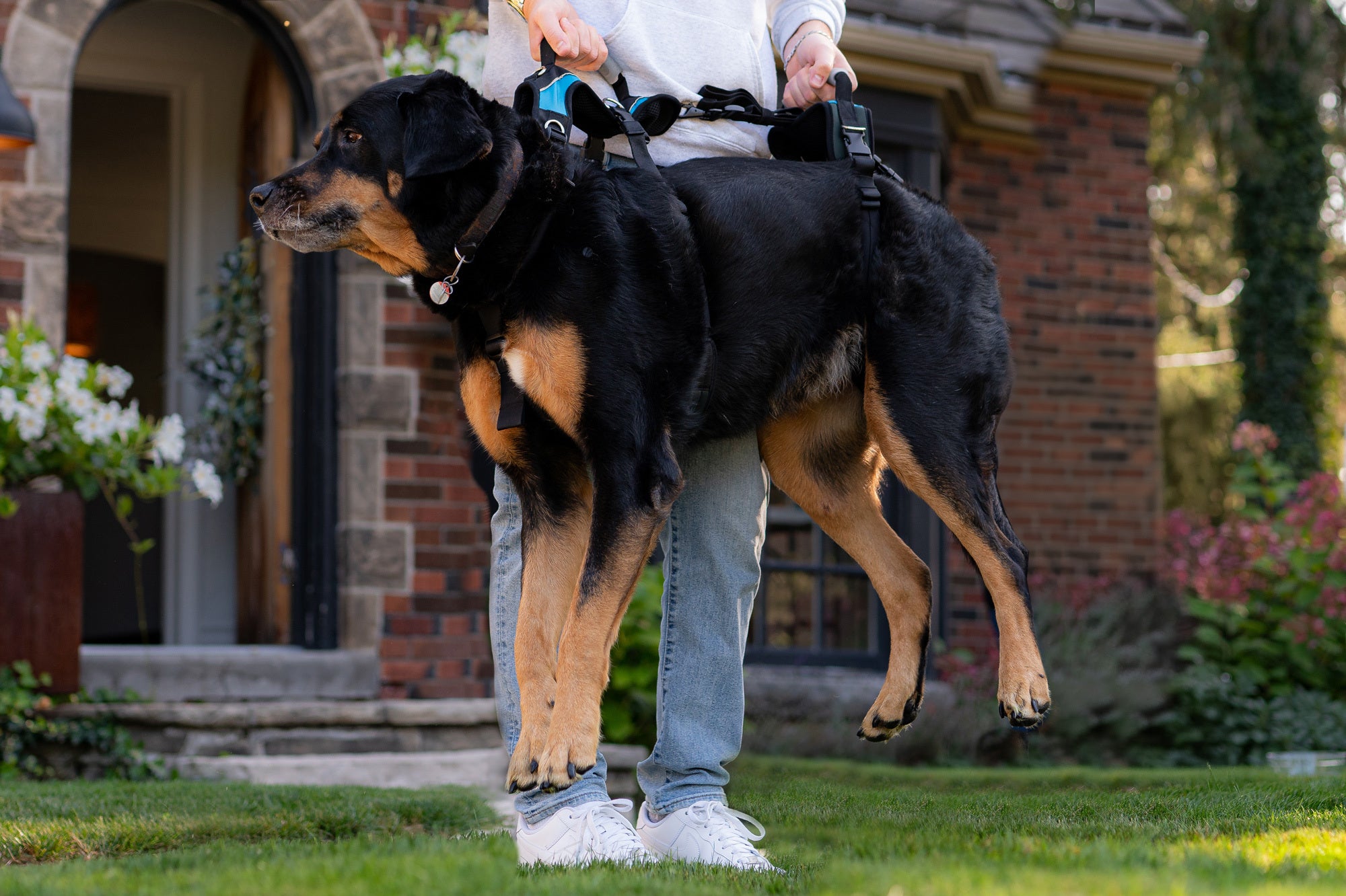 Senior dog wearing supportive harness on gentle leash walk