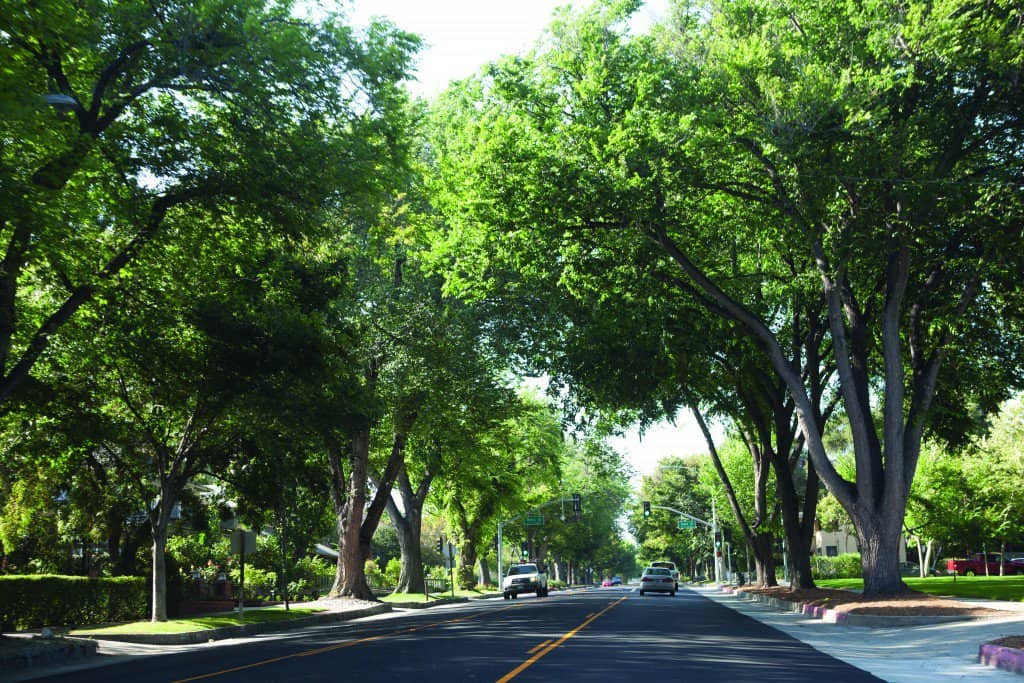 Tree-canopied Indian Hill Boulevard in Claremont, the City of Trees
