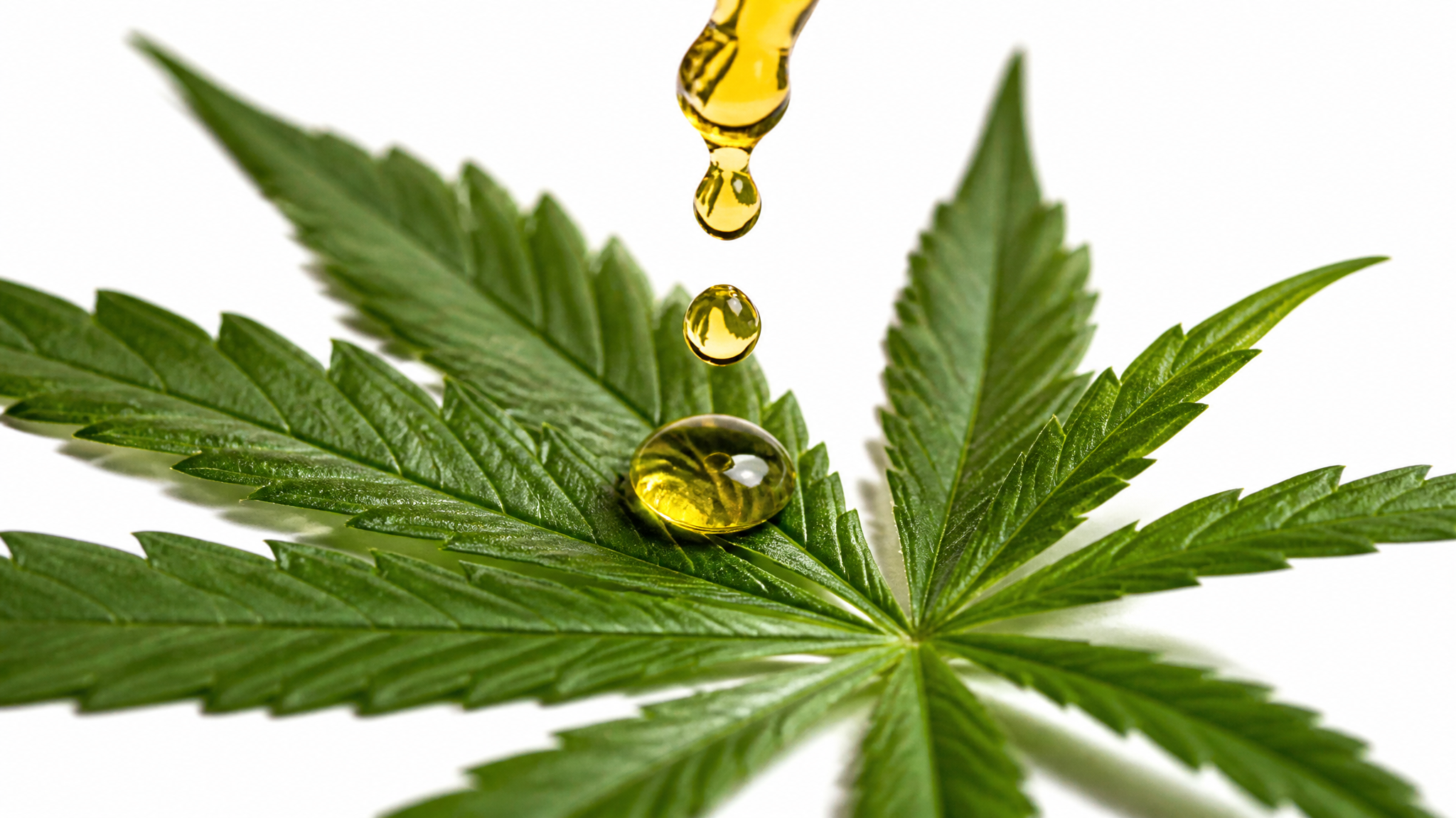 CBD hemp extract oil drops with green hemp leaves showing natural ingredients