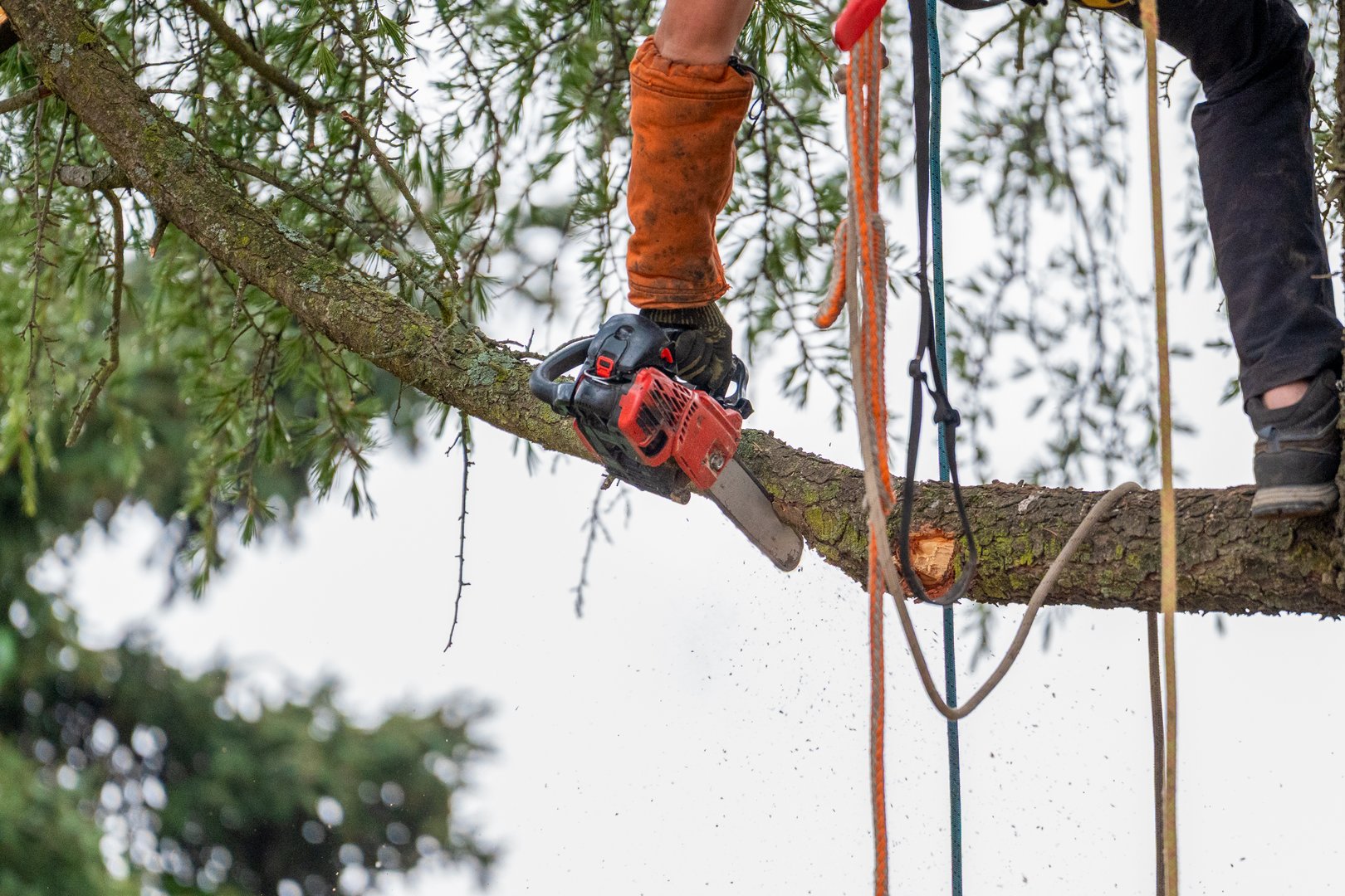 Professional arborist with complete tree surgery equipment