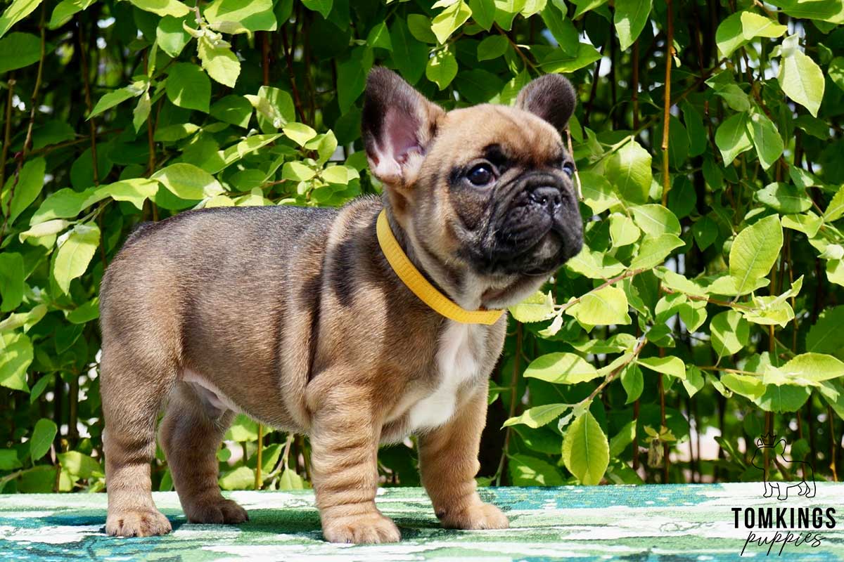 French Bulldog - ethically bred puppies
