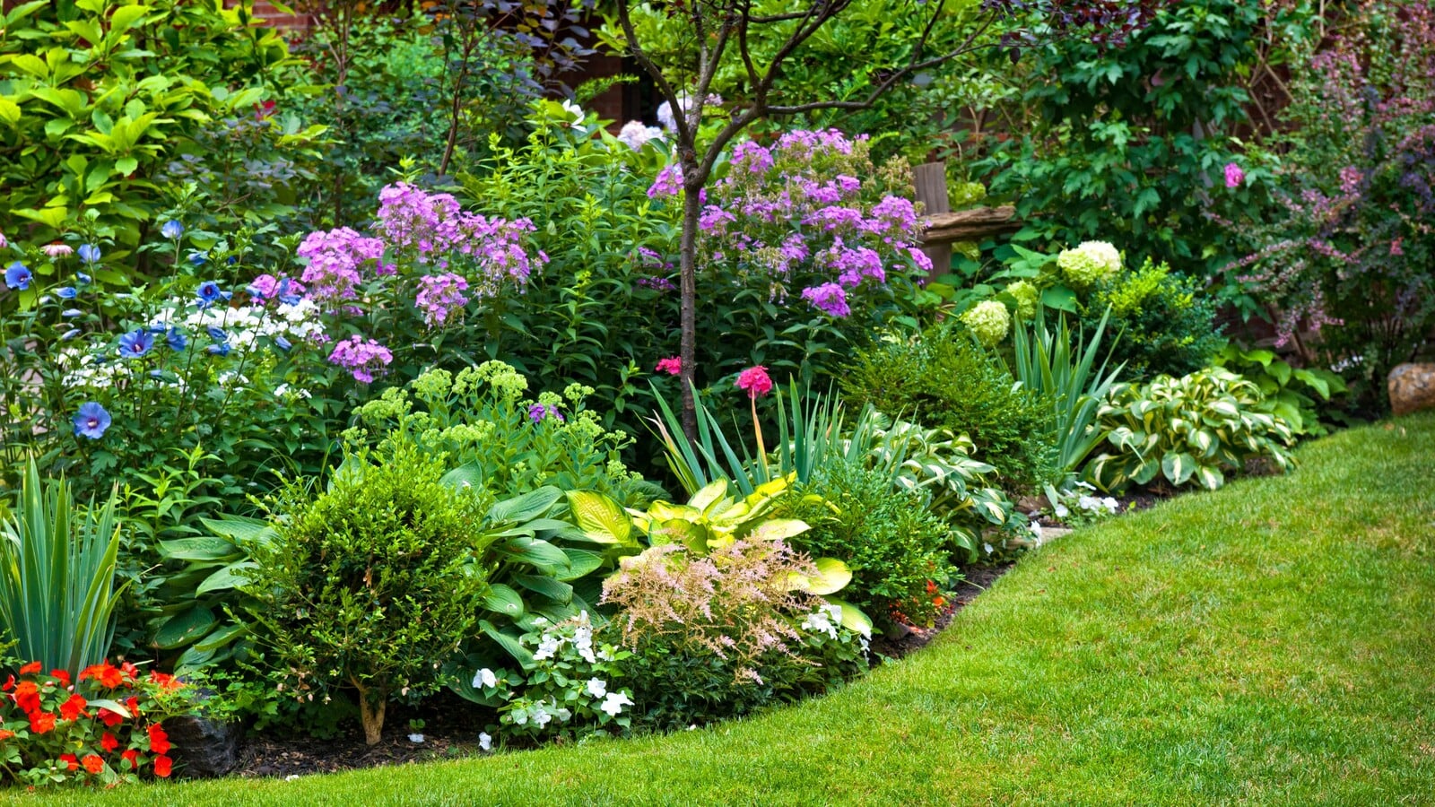Garden border planting with shrubs