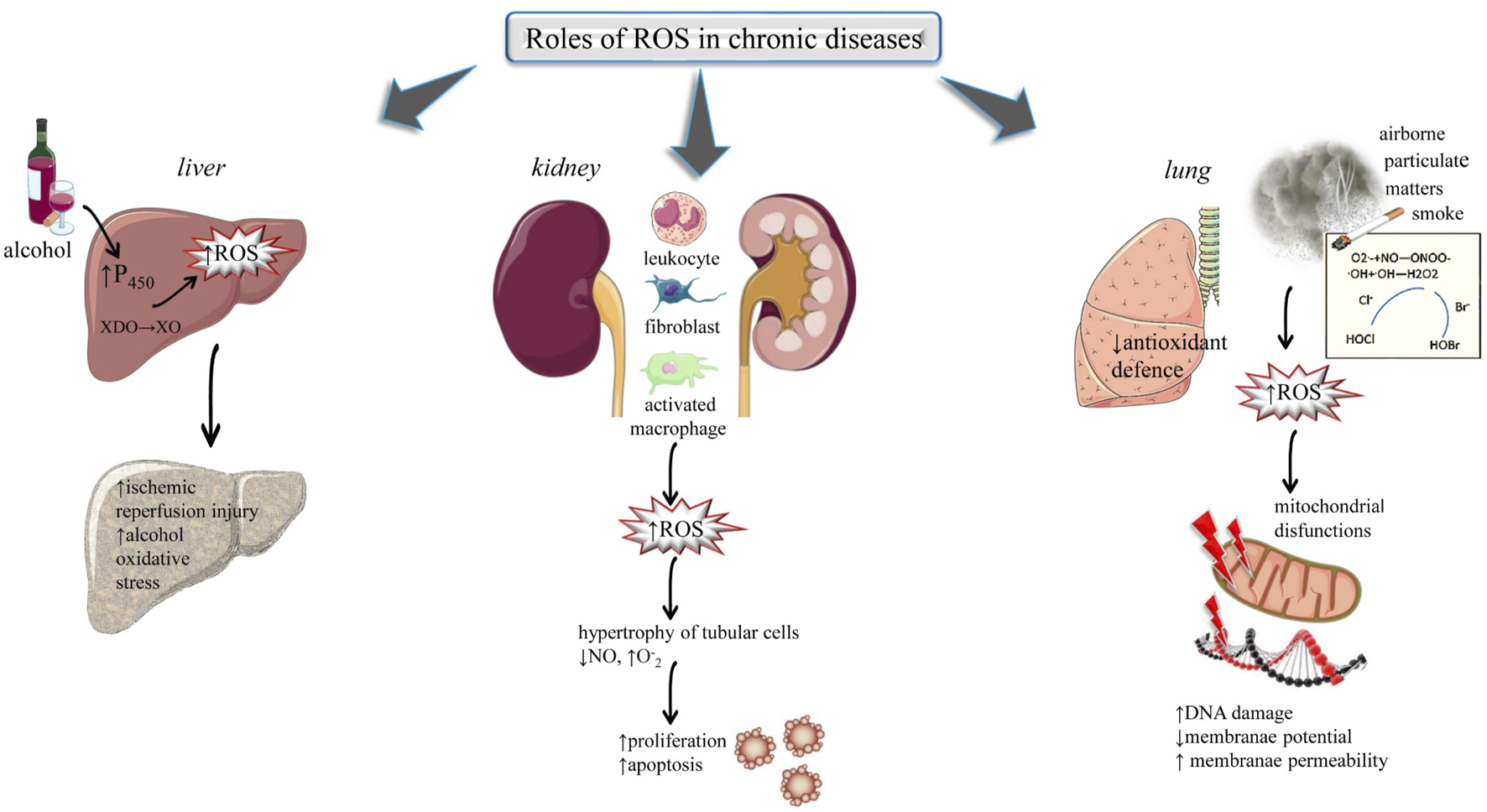 Understanding Oxidative Stress: The Silent Challenge