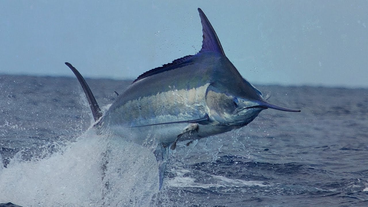 Hawaii Deep Sea Fishing