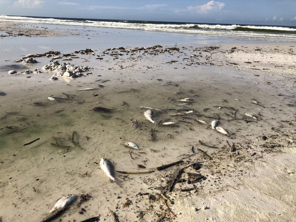 Florida creek showing mudflat sedimentation damage