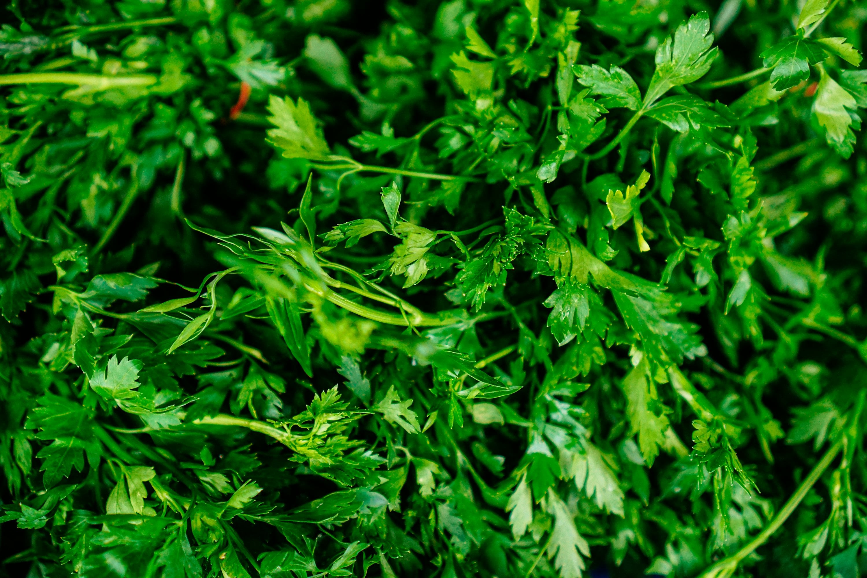 Parsley — ingredient guide