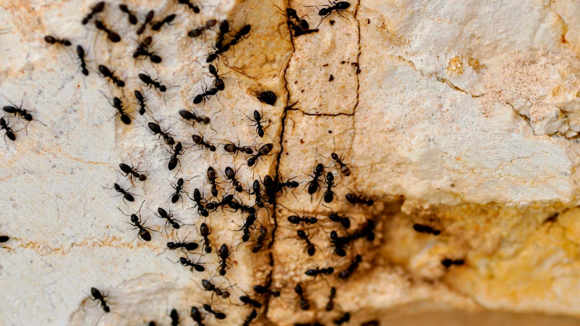Colony of ants on stone surface needing ant control treatment in Bulawayo