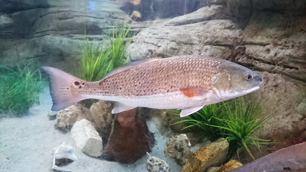 Red Drum/Redfish photo