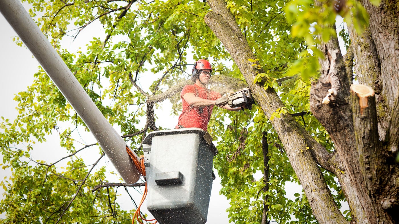 Professional arborist performing tree surgery work