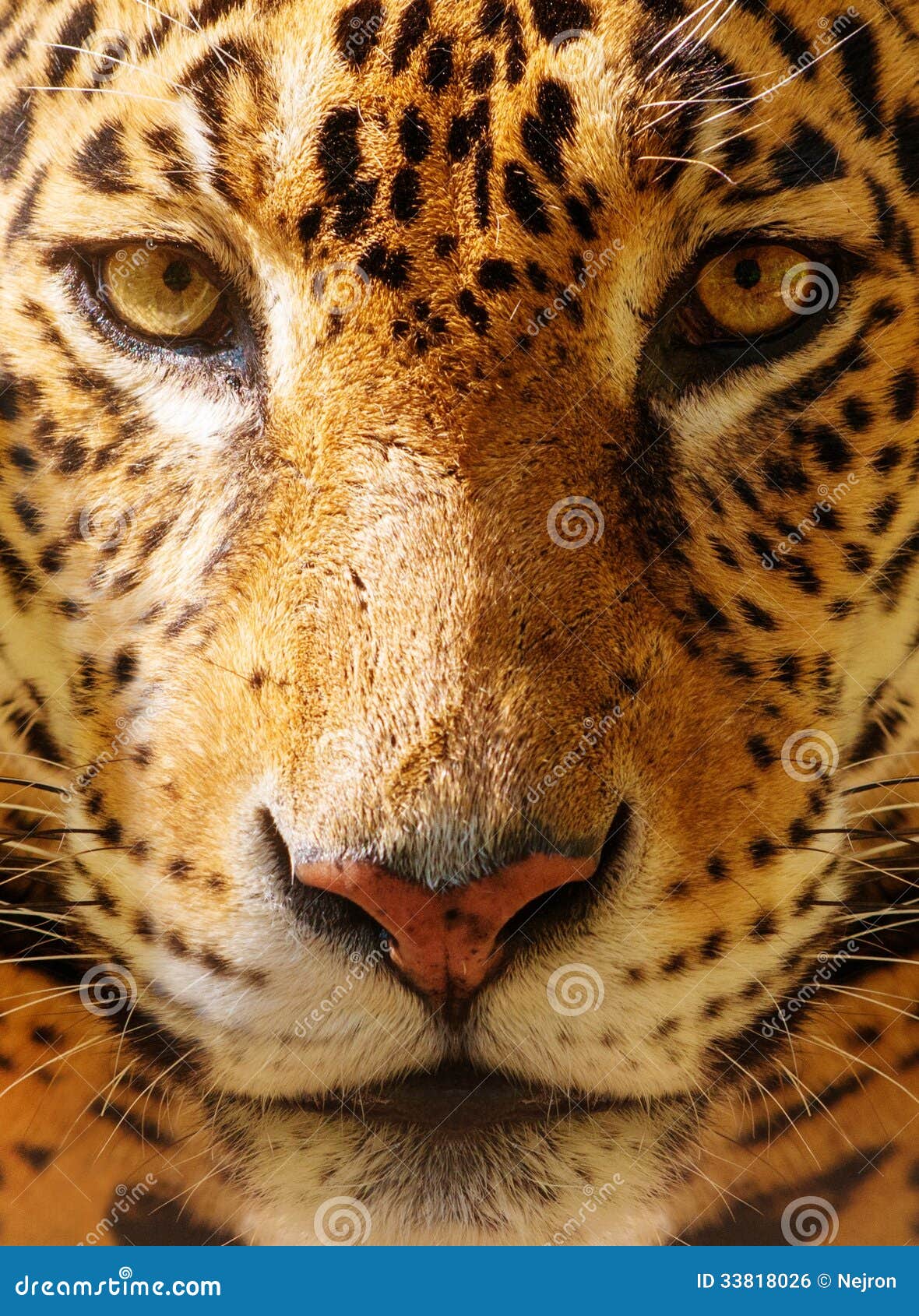 African Leopard safari guide