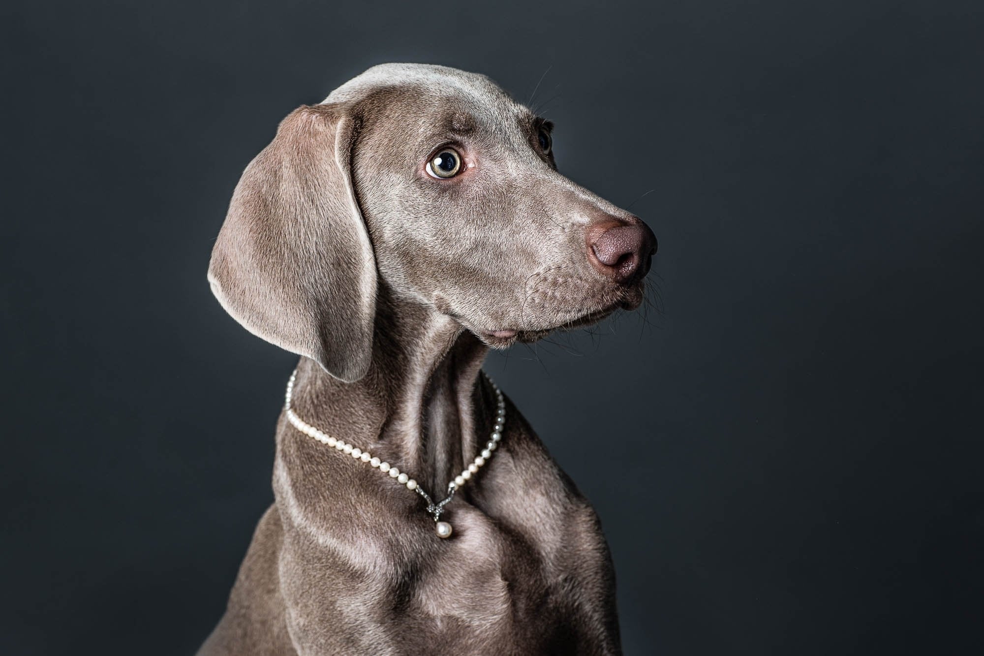 Mãe de pet também é mãe: a história por trás do Especial Mães de Pet 2026