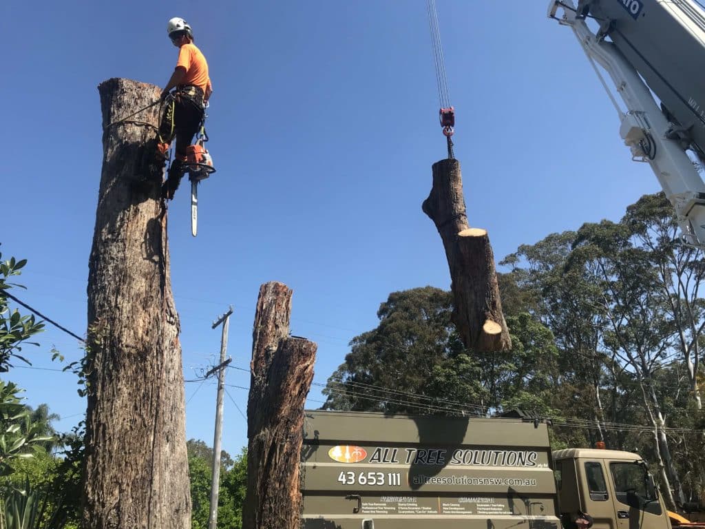 Tree Felling