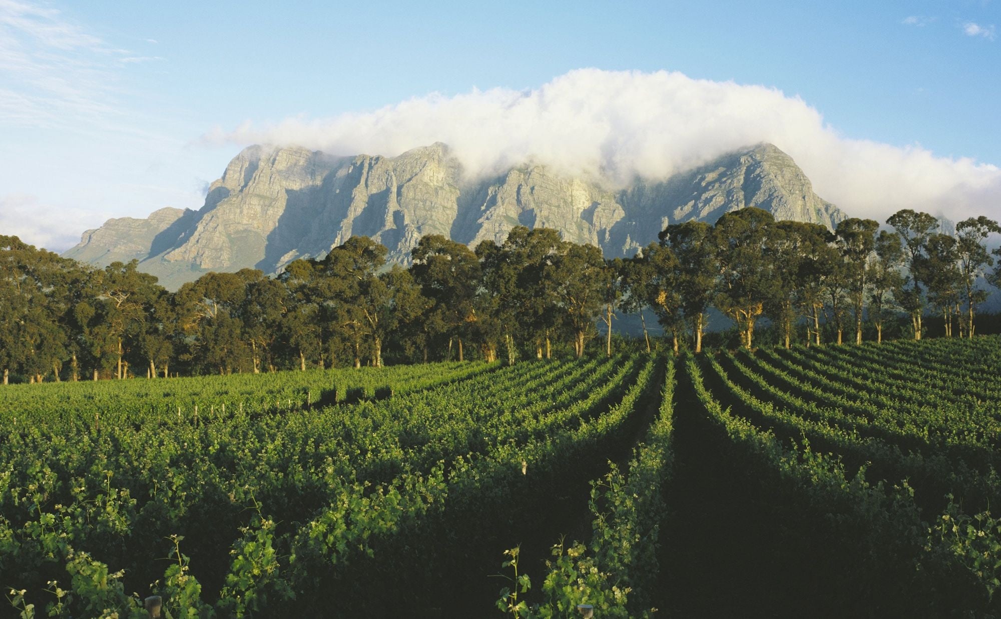 Cape Winelands Day Trip Guide: Stellenbosch, Franschhoek & Paarl