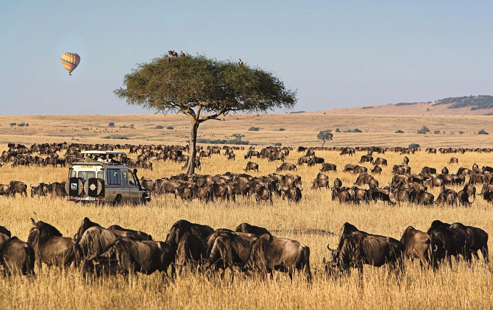 Safari dans le Masai Mara au Kenya