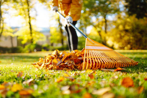 Seasonal & Leaf Cleanup service in Center, TX