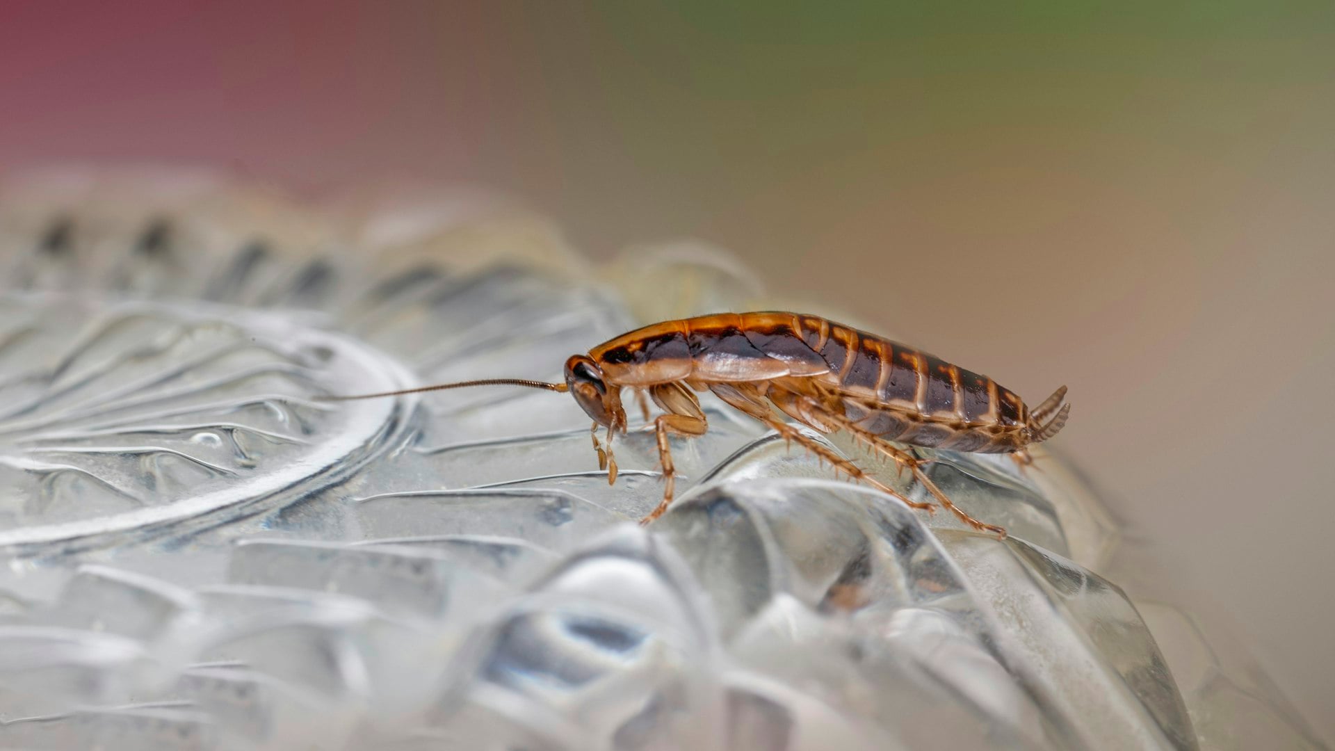 Close-up of cockroach requiring professional pest control in Bulawayo