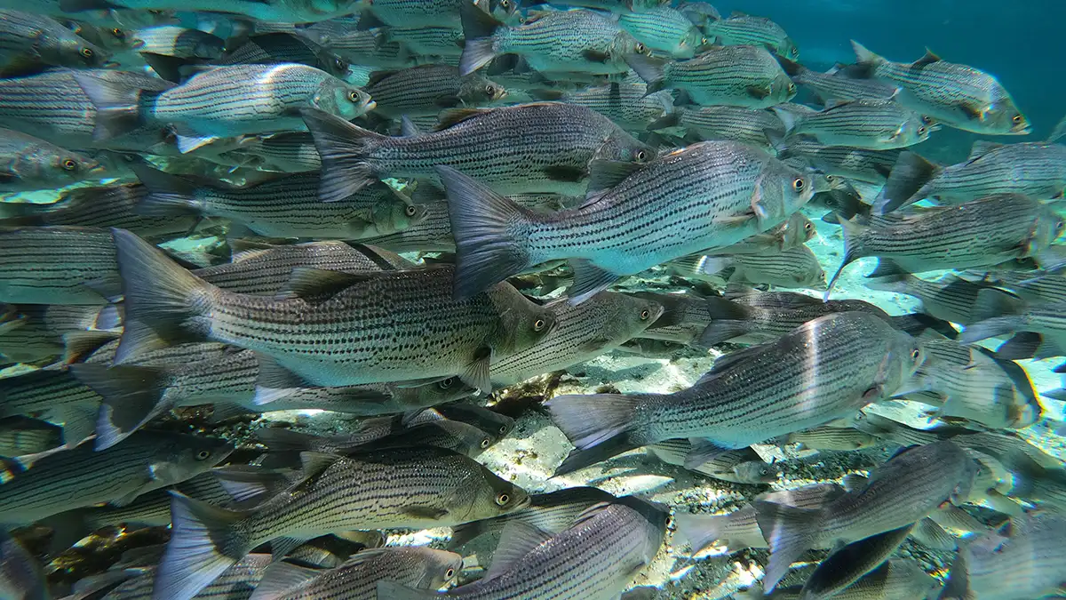 Striped Bass photo