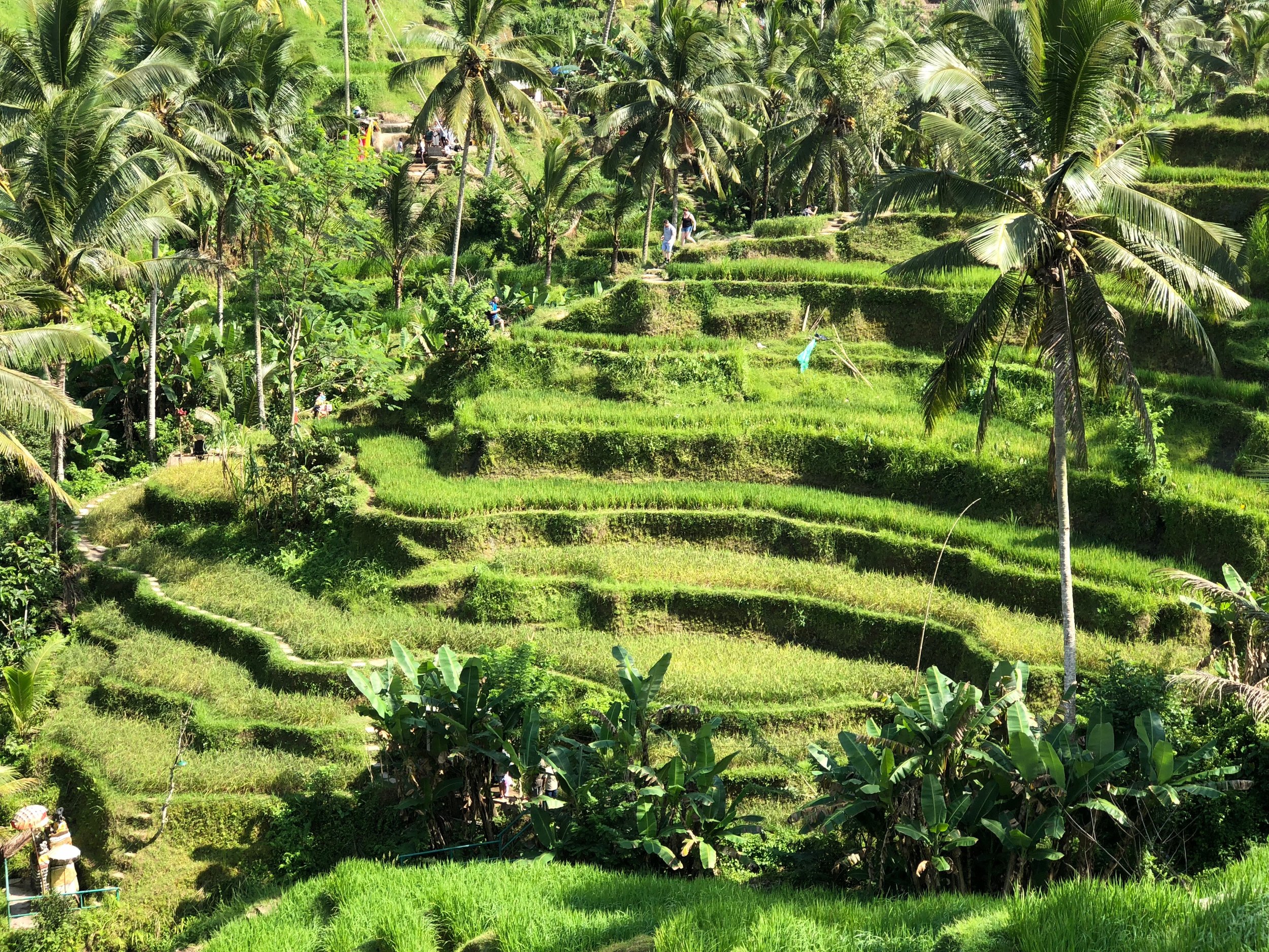 Tegallalang Rice Terraces