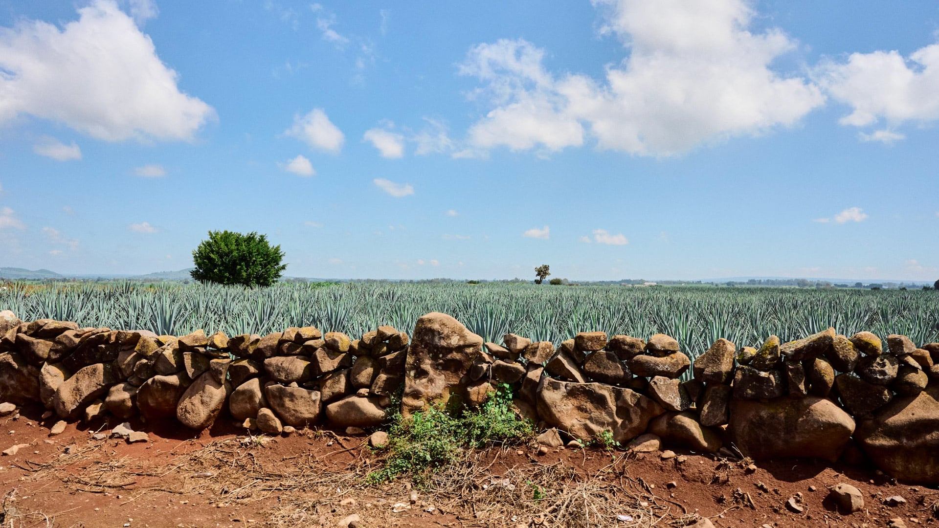 Paisaje de Los Altos de Jalisco