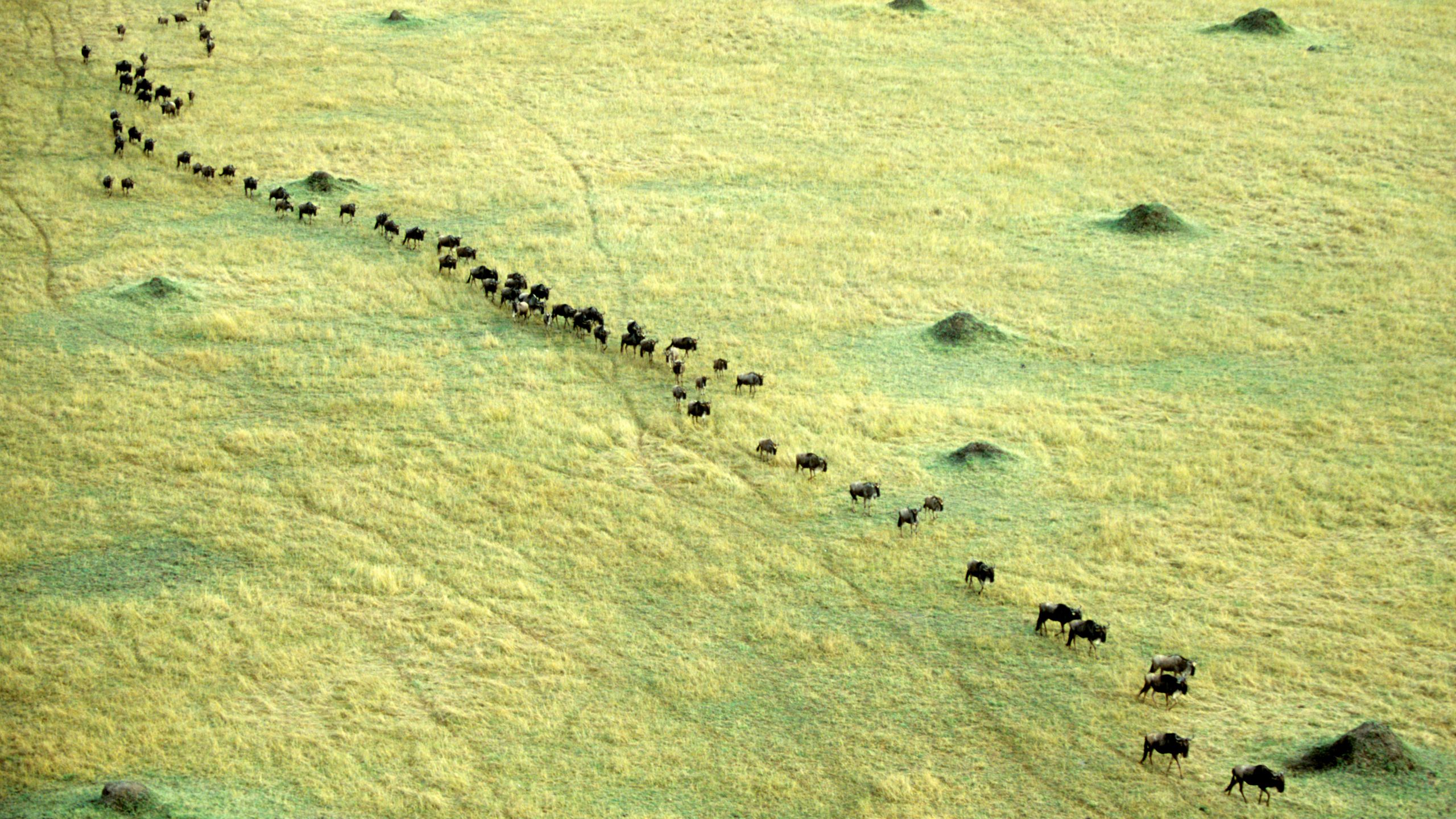 Masai Mara Safari Guide 2025–2026: Kenya's Wildlife Crown Jewel