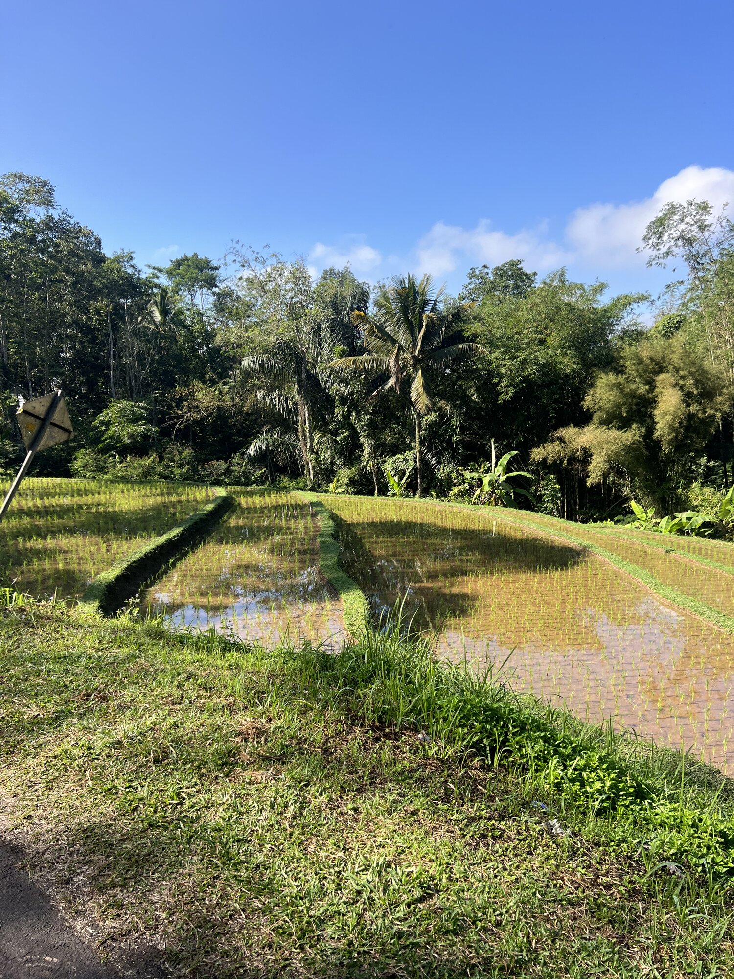 Lush green rice terraces in Jatiluwih surrounded by tropical palm trees — traditional Balinese Subak landscape