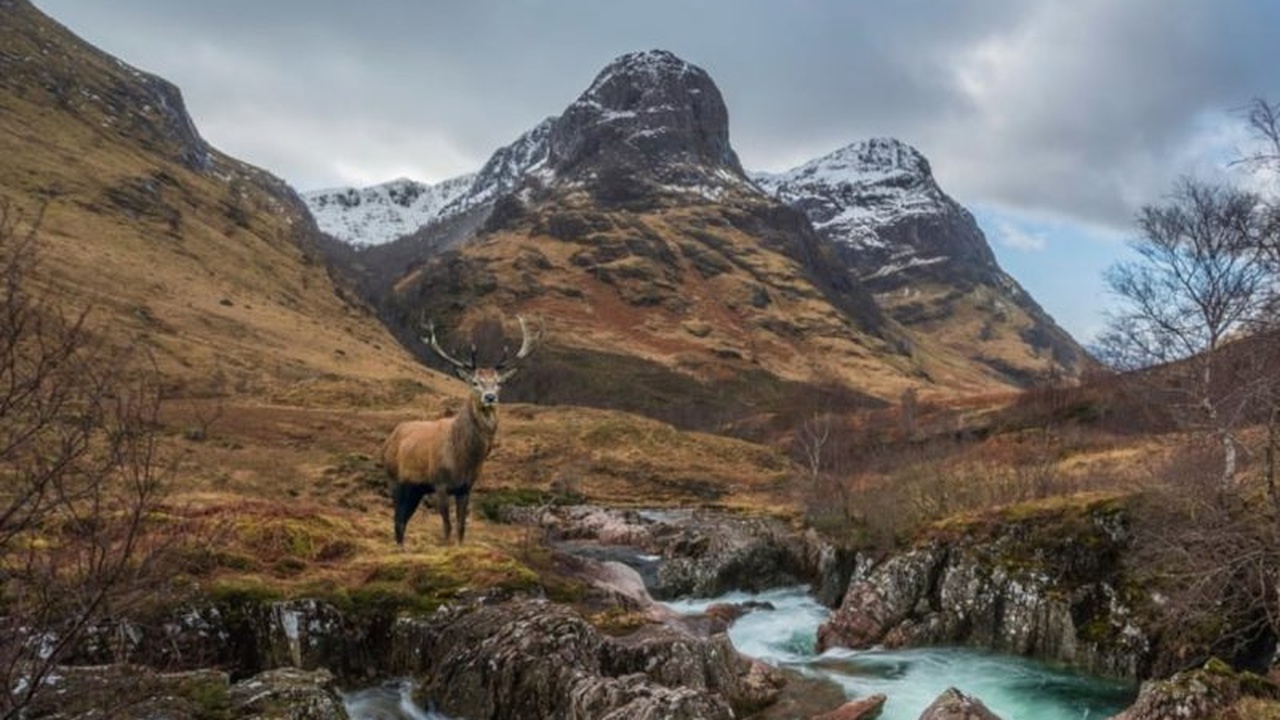 Scottish Red Stag Hunt