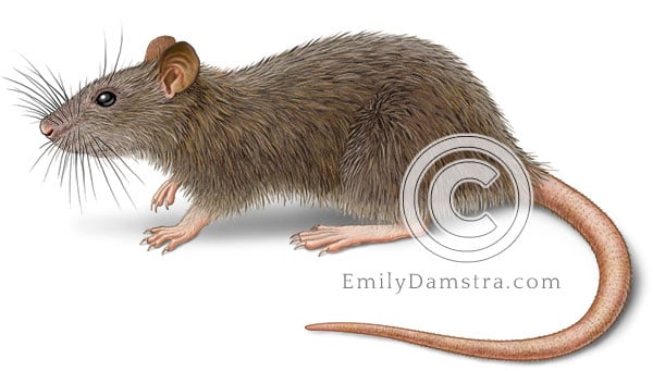 Norway Rat